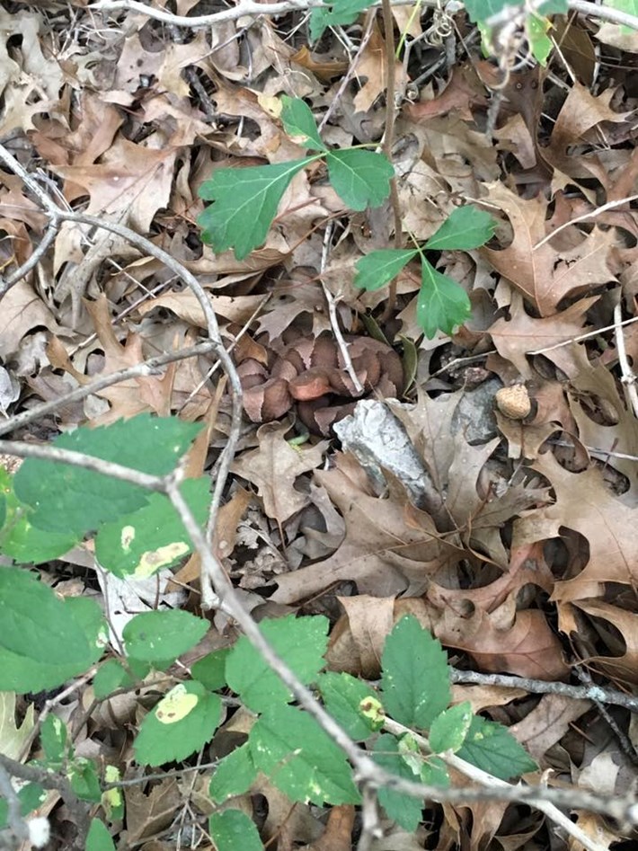 snake-closeup-2017-8-17.jpg